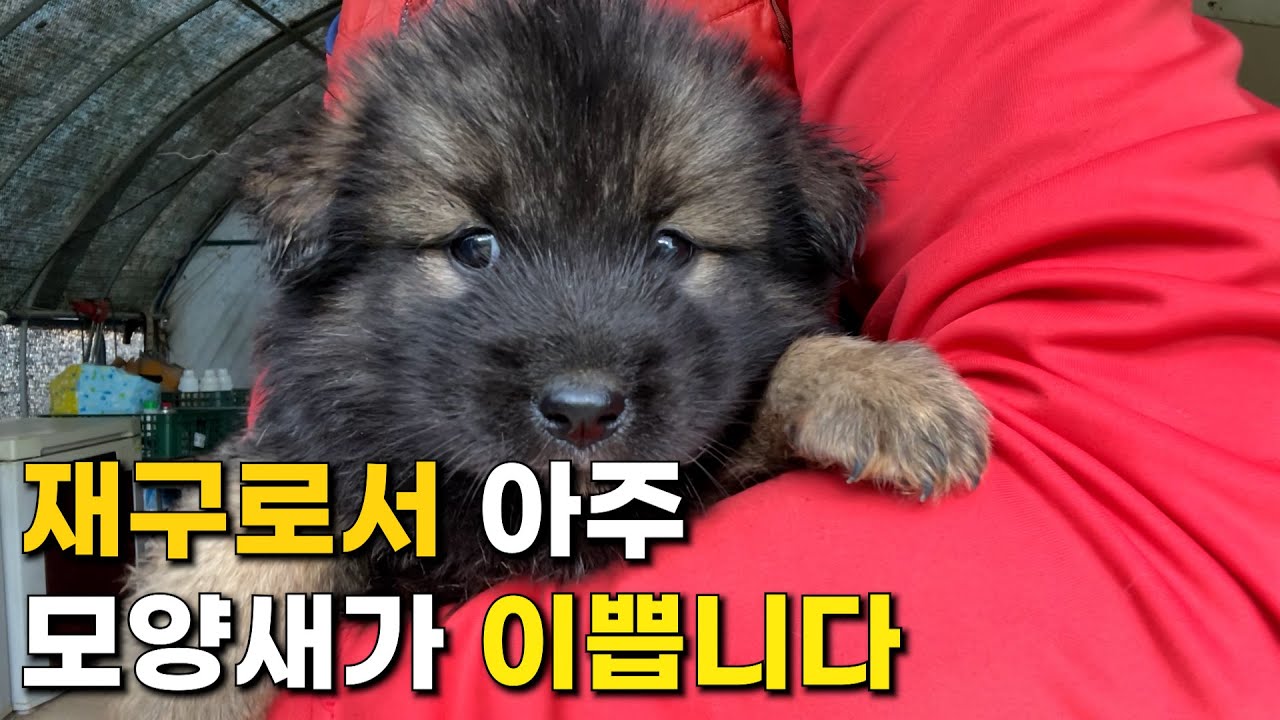 재구로서 갖출 수 있는 아주 예쁜 색깔과 모양을 갖췄습니다. | 진돗개 재구, 블랙탄 강아지 | 재구 재복이의 자견 강아지 ...