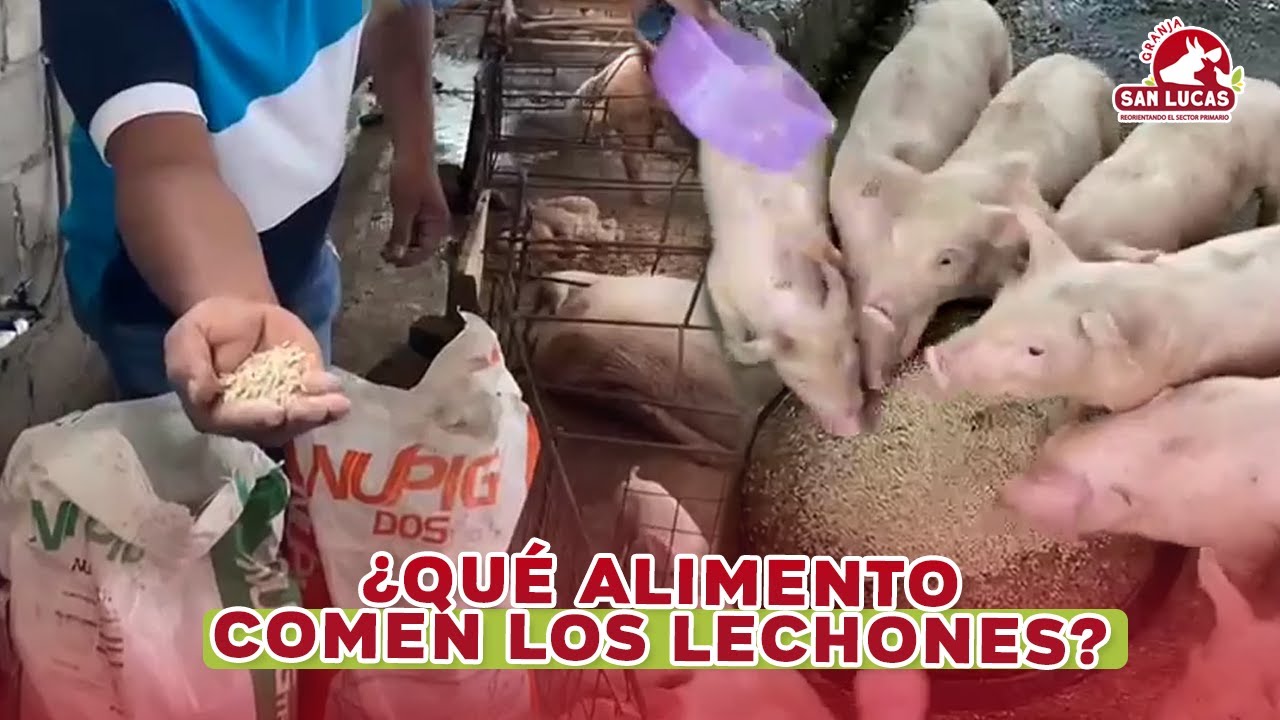 ¿Qué alimentos debo darle a mis lechones? | Mi Granja San Lucas