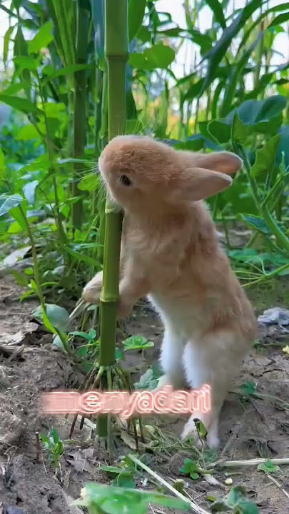 lupa masak nasi #cerpen #cerita #ceritapendek #shorts #lucu #funny #hiburan #humor #fyp