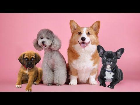 Video: Jenis Anjing Apa Yang Cocok Untuk Pemula?