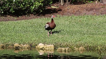 Black-belly Whistling Duck