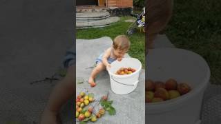 Элоша перебирает абрикосы. Мамопомогалочка (2)