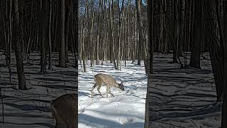 Winter nature documentary - roe deer