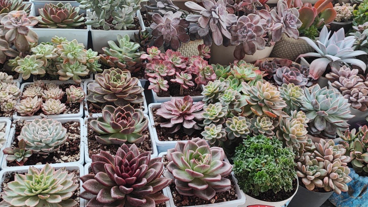Rengarenk sukulentlerimle tekrar merhabalar