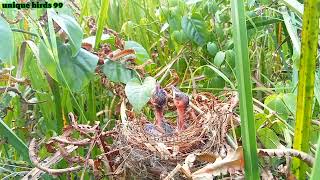 baby trucukan bird whose mother never came, day 2 by Unique birds 99 1,980 views 1 month ago 8 minutes, 4 seconds