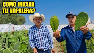 como iniciar tu cultivo de nopales? ¿VALE LA PENA?
