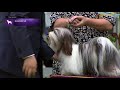 Havanese | Breed Judging 2021