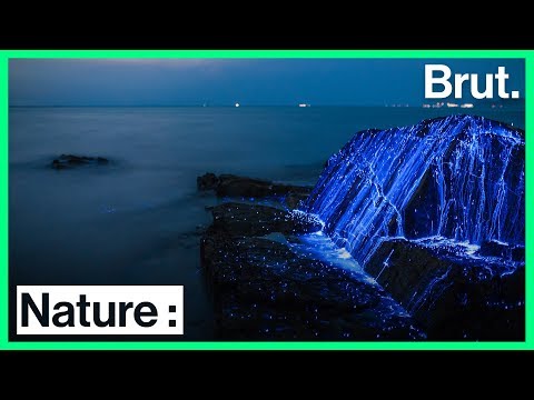 Vidéo: Comment Voir La Bioluminescence La Plus Brillante Du Monde - Réseau Matador