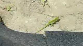 Random Lizard Doing The Neck Thingy