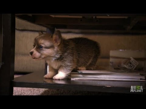 Corgi Pups Learn to Climb | Too Cute!