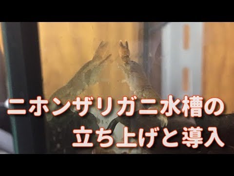 ニホンザリガニ水槽の立ち上げと導入 Preparation And Release Of The Japanese Crayfish Tank Youtube ニホンザリガニ水槽の立ち上げと導入 Preparation And Release Of The Japanese Crayfish Tank Youtube