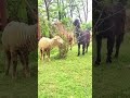 #trending ##sheepfarm #texelsheep #australiantexel #livestock #farmvlog #animallover #sheep