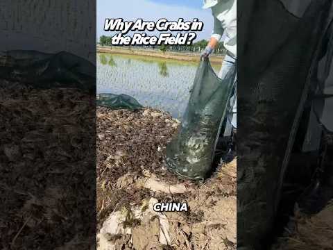 Why Are Crabs in the Rice Field?! 🦀🌾 #shorts