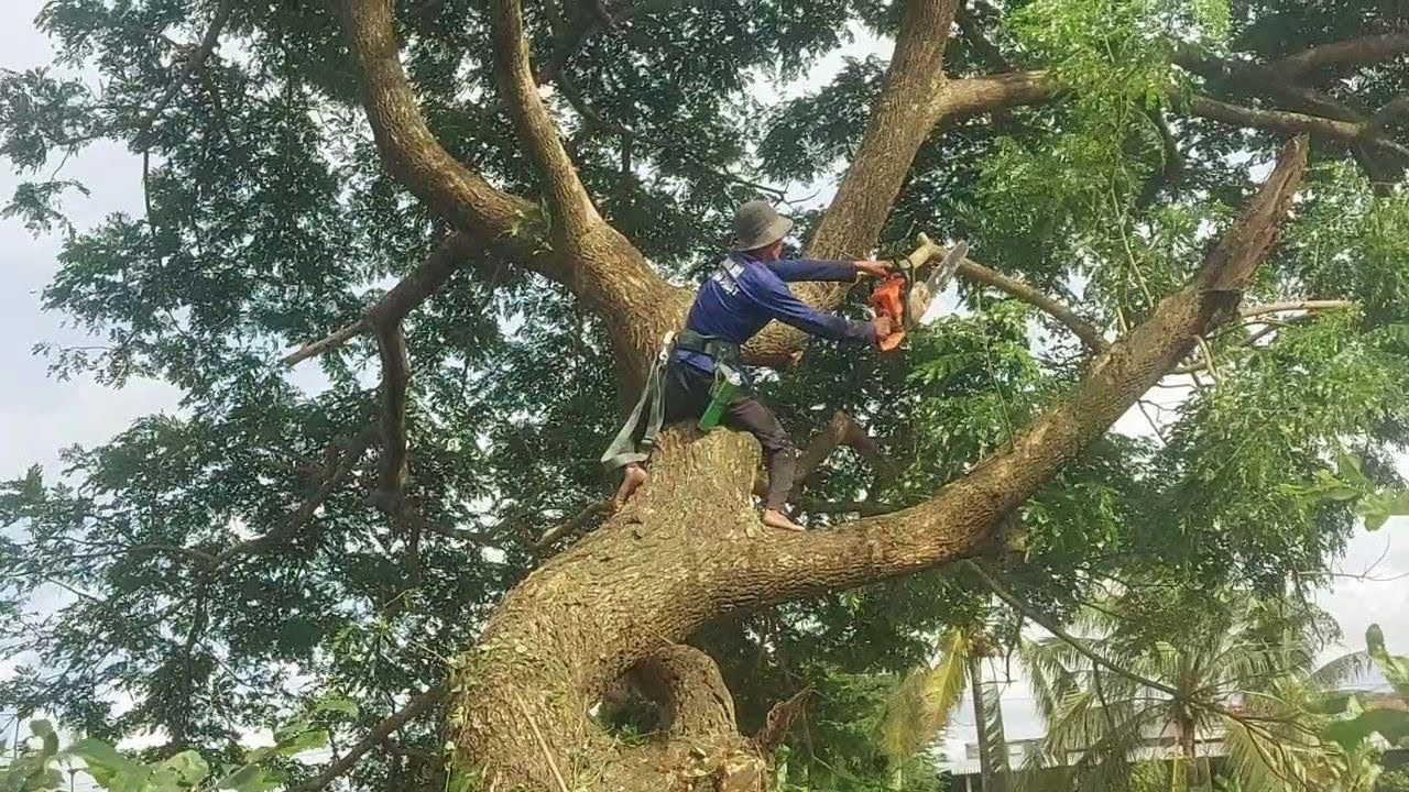 Sawing the Trembesi tree leaning towards the river / Cưa cây Trembesi ...