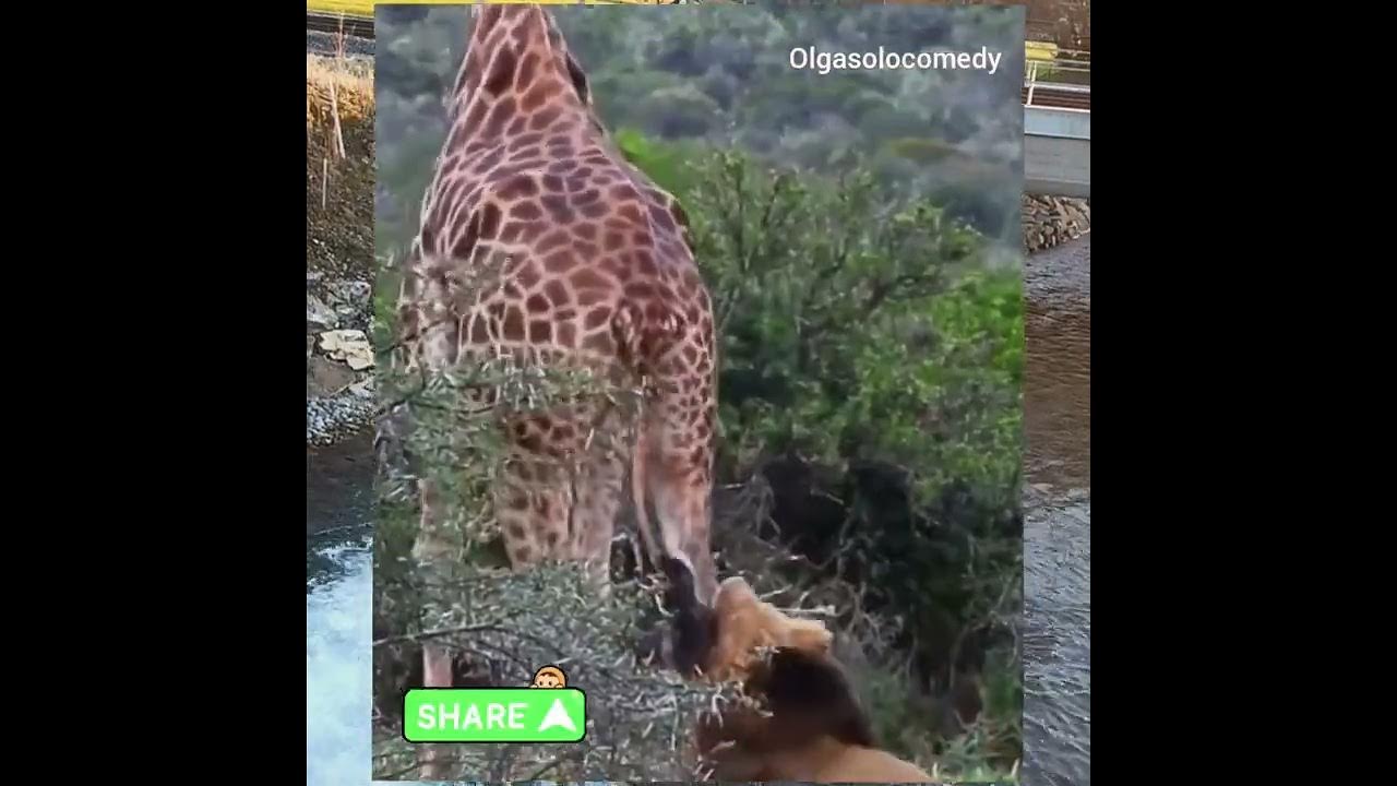 desperate lion attack giraffe - YouTube