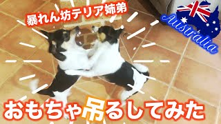 【多頭飼い】オーストラリア生まれ、暴れん坊テリア姉弟！おもちゃ吊るしてみたらどうするかな！？ by Terrierz life 28 views 1 year ago 9 minutes, 59 seconds