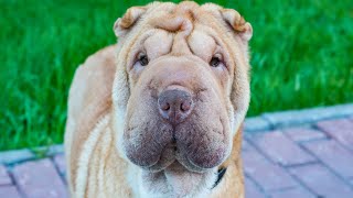 Adapting in Style: Exploring the Chinese SharPei's Adaptability