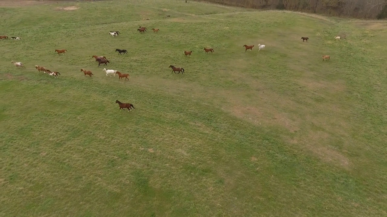 Mahoney Park  -  Nebraska  -  Running Horses