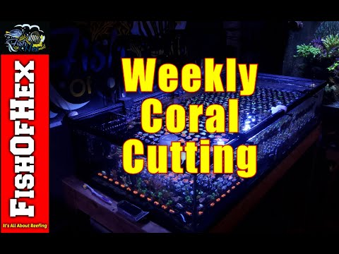 Wideo: Jak Uprawiać Koral?