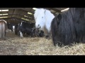 Rescued - a family herd of Shetland Ponies