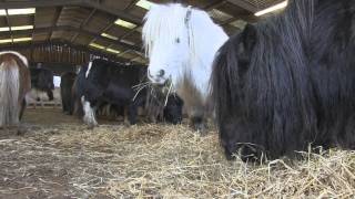 Rescued  a family herd of Shetland Ponies