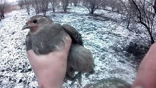 Поймал Куропатку и не только, Как поймать живым фазана, Ловушка своими руками