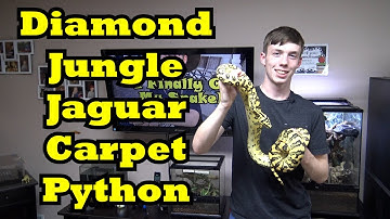 Diamond Jungle Jaguar Carpet Python - Colin