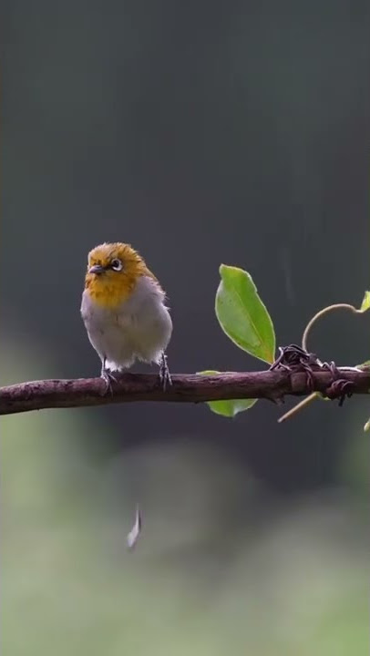 Burung kentut hujan-hujan