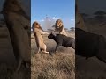 Title: Bison Fights Against Lions | Tags: #WildAnimalFight #LionHunt #BisonDefense #wildlife