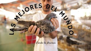 Las palomas mas lindas de todo el  mundo expo Zapotlanejo