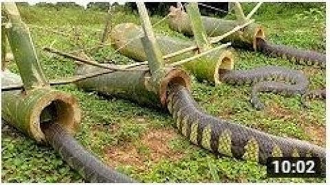 DIY Snake Trap Technology - Learning to make Bamboo snake trap