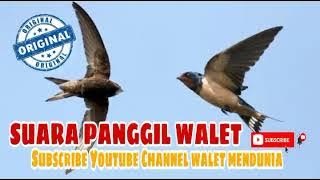 10 Jam !! Bunyi Panggil Burung Walet Gred Super Terbaik!!! Ilmu Pelet  Burung walet