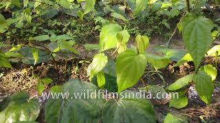 Betel leaf farming is a profitable business and source of income in
south asia. these heart-shaped glossy leaves are consumed for its
medicinal property as...