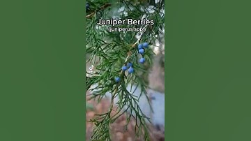 Benefits of Juniper Berries #herbalism #holistic #naturalliving #herbalist #herbs