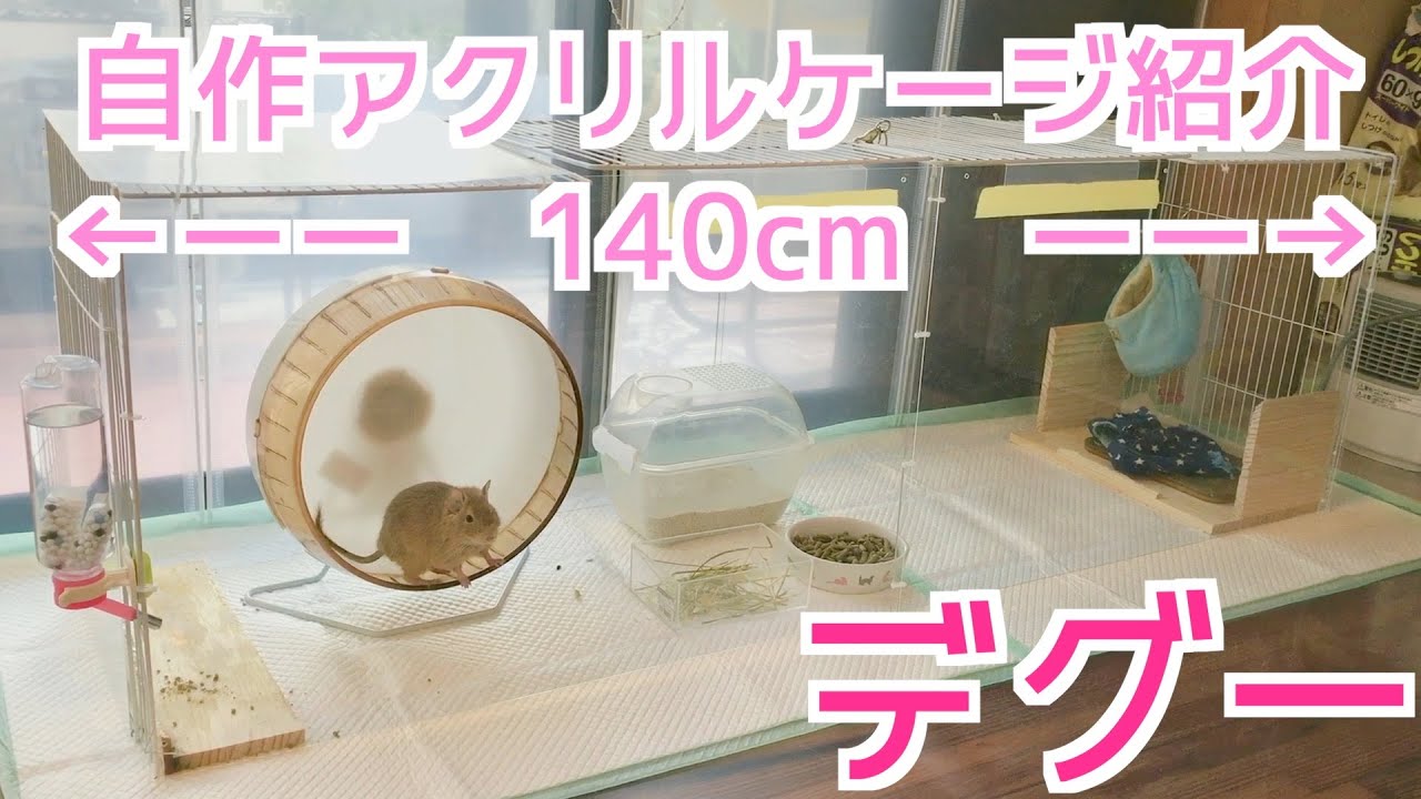 デグー アクリル板の自作ケージにお引越ししました Degu ゆるvlog26 Youtube