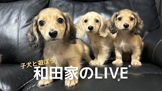 【犬７頭と暮らすおっさん】ダックスの子犬とわちゃわちゃ遊ぶLIVE