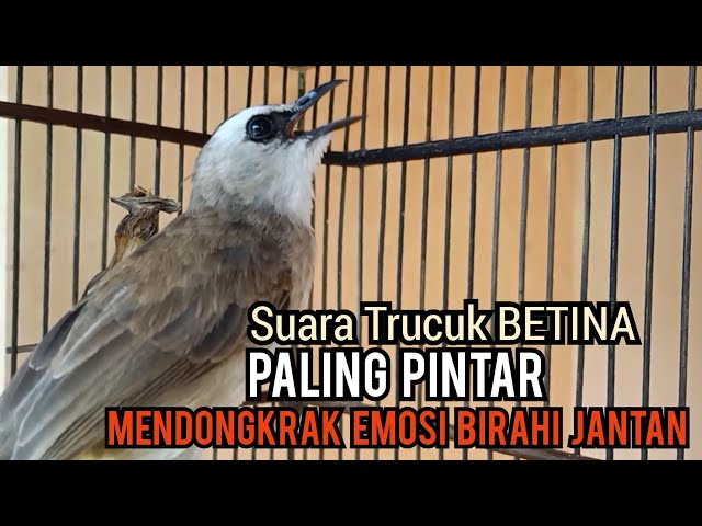 Trucuk BETINA MEMANGGIL JANTAN Suara Paling Dicari, pancingan trucukan gacor yang BISU agar GACOR class=