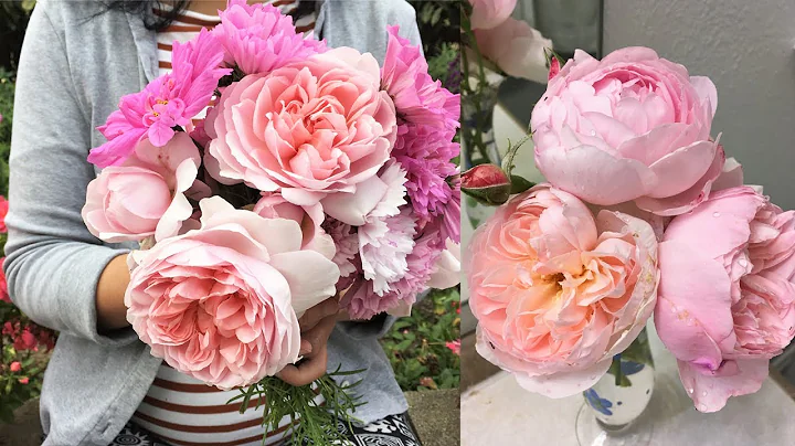 Top 10 Most Beautiful David Austin Roses in my gar...