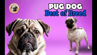 PUG Best of Breeds | Good Quality PUGs | Chennai Championship by PETs LIKERS 482 views 6 years ago 1 minute, 39 seconds