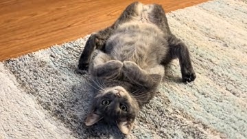 CATS: Crazy Antics and Unpredictable Mayhem
