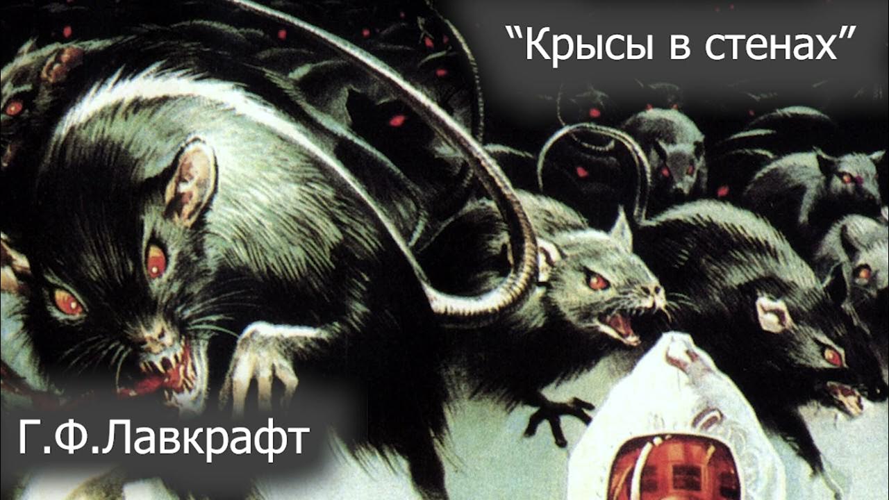 Крысы ночь. Крысы ночь. Крысы ночь. Крысы ночь. Крысы ночь.