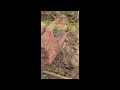 June 18 Finds #arrowheadhunting #treasuresearch #americanindian #rockhounding #ancientrelics