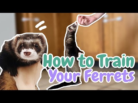 Vídeo: Como Tray Your Ferret