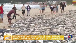Pescadores da Barra da Lagoa, em Florianópolis capturam cerca de 18 mil tainhas em um único lanço