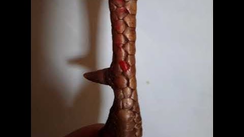 Saib nplais taw qaib keej 2019