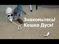 Деревенский серый котёнок - кошка Дуся играется с мышкой, шишкой и крысой | grey kitten-cat Dusya