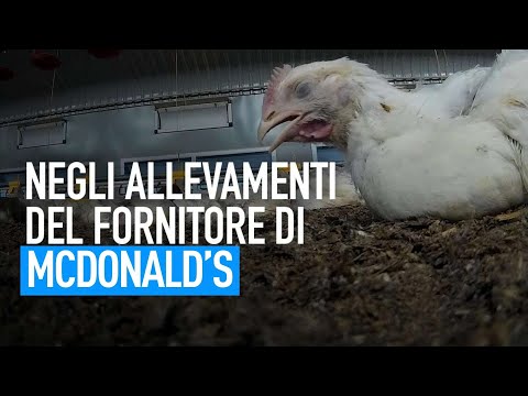 Video: McDonald's Abbandona Il Fornitore Di Uova Negli Stati Uniti Per La Crudeltà In Fattoria