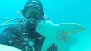 Amazing moment this scuba diver cuddles a shark underwater as she snuggles into his arms