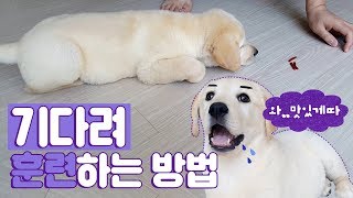 아기 인절미의 기다려 훈련 하는 방법 :) 기다려의 신 ㅋㅋㅋㅋ 귀여운 강아지 소녀 ♥