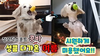 [ep.3 셀프미용] 강아지 브이로그/우호라이프 vlog/장모닥스훈트/닥스훈트/콩바/애견미용/강아지미용/유기견/사지마세요입양하세요/포인핸드/